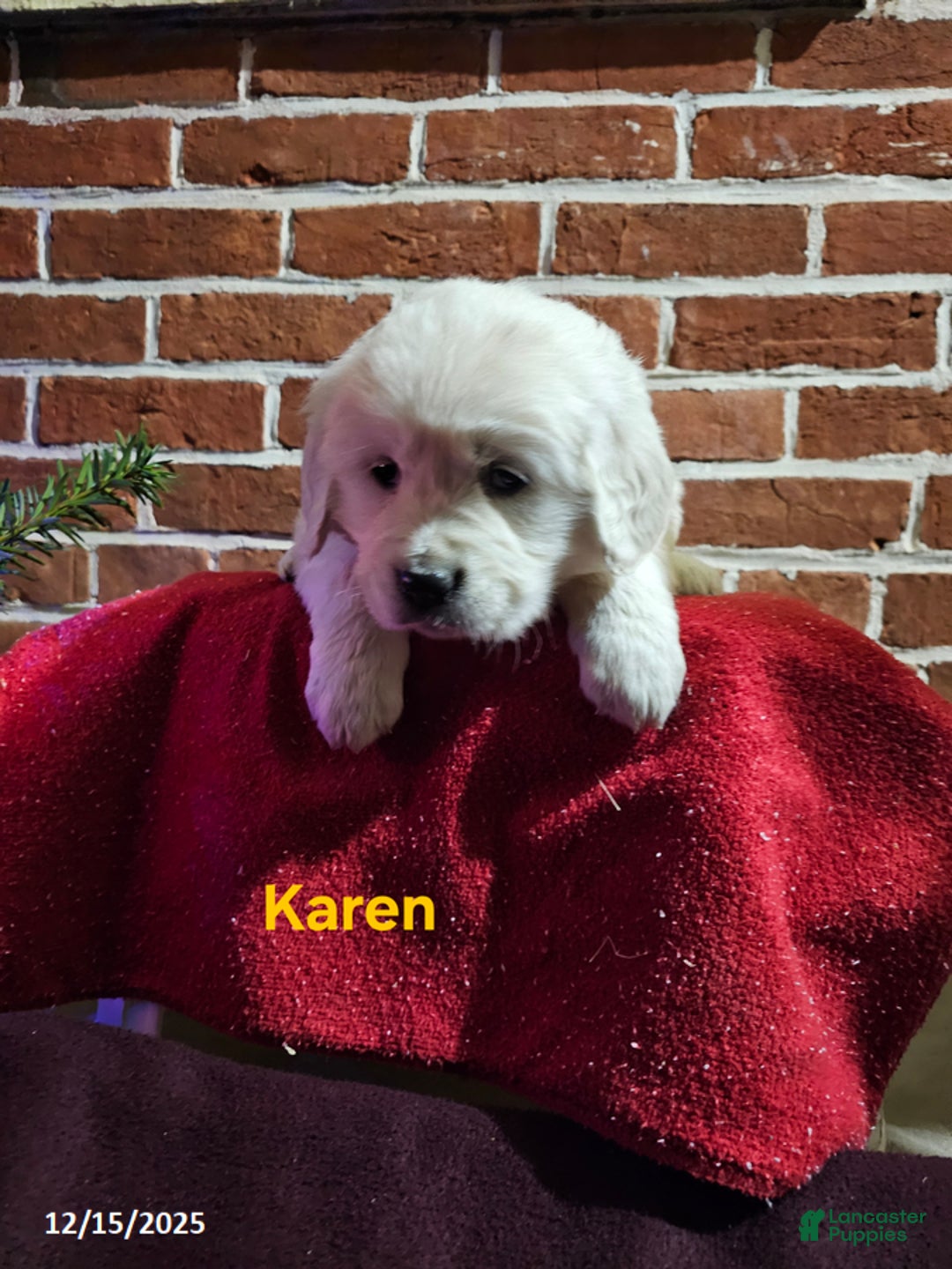 Golden Retriever dogs for sale: Karen - Ad 2