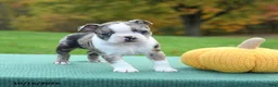 Boston Terrier dogs for sale: Ned - Ad 4
