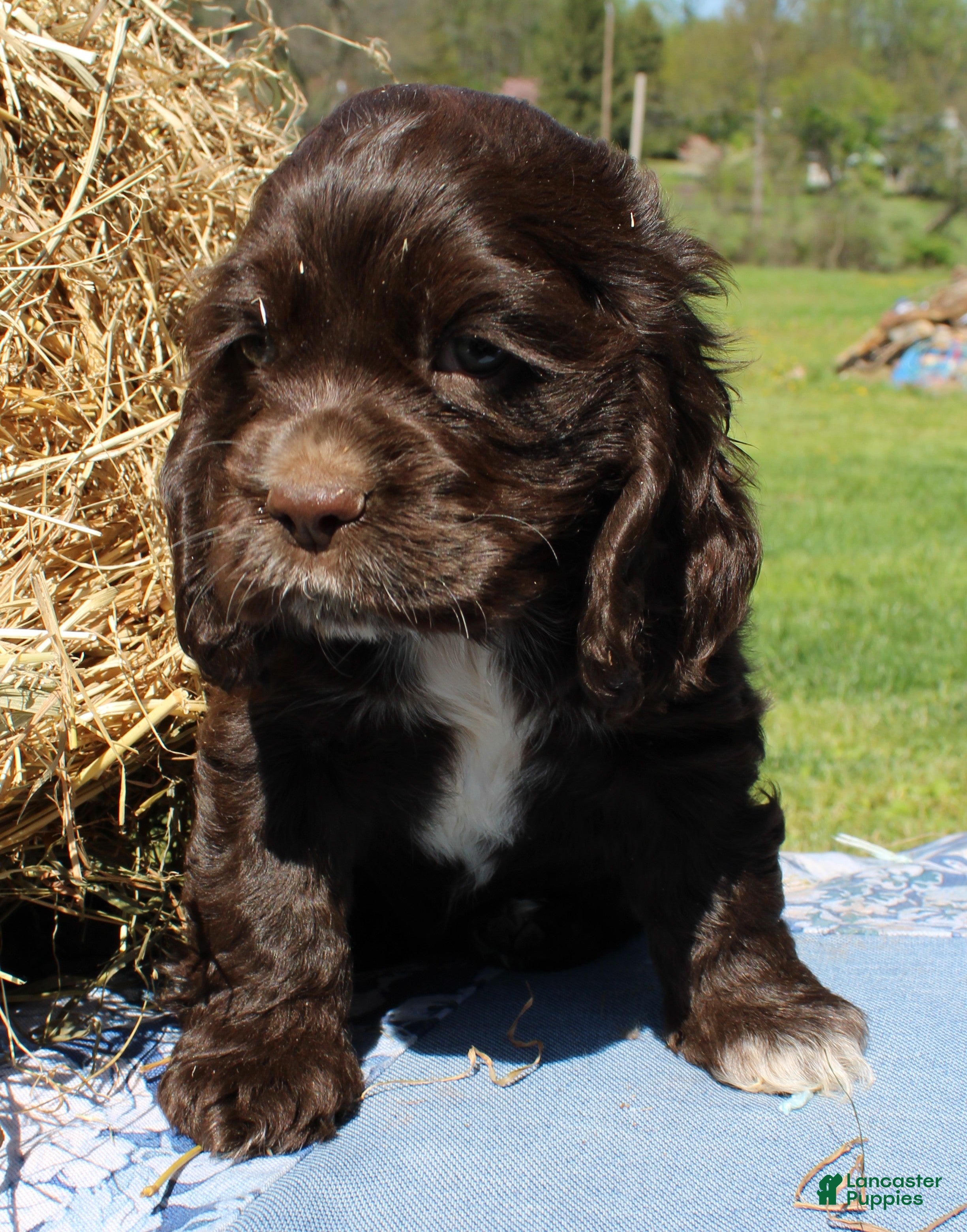 Cocker Spaniel dogs Spotsy - Ad 27
