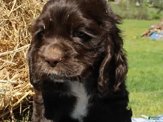Cocker Spaniel dogs Spotsy - Ad 5