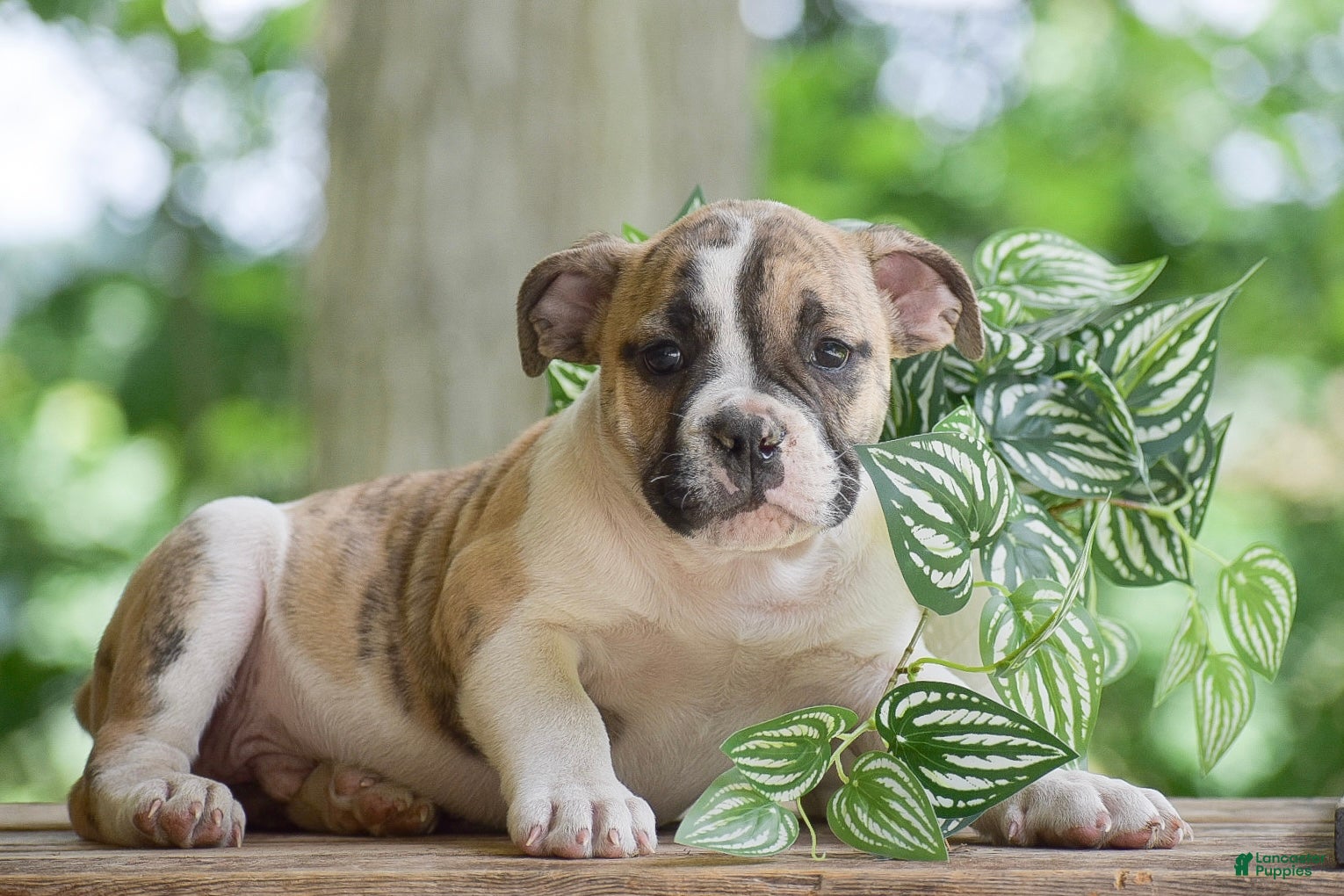 Olde English Bulldogge dogs Austin - Ad 2