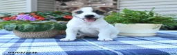 Jack Russell Terrier dogs for sale: Tulip - Ad 2