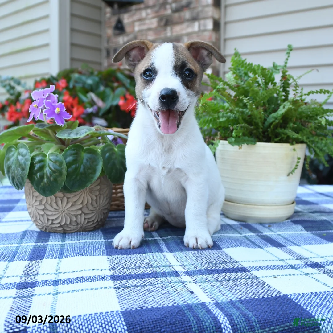 Jack Russell Terrier dogs for sale: Tulip - Ad 2