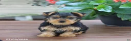 Yorkshire Terrier dogs for sale: Theo - Ad 5