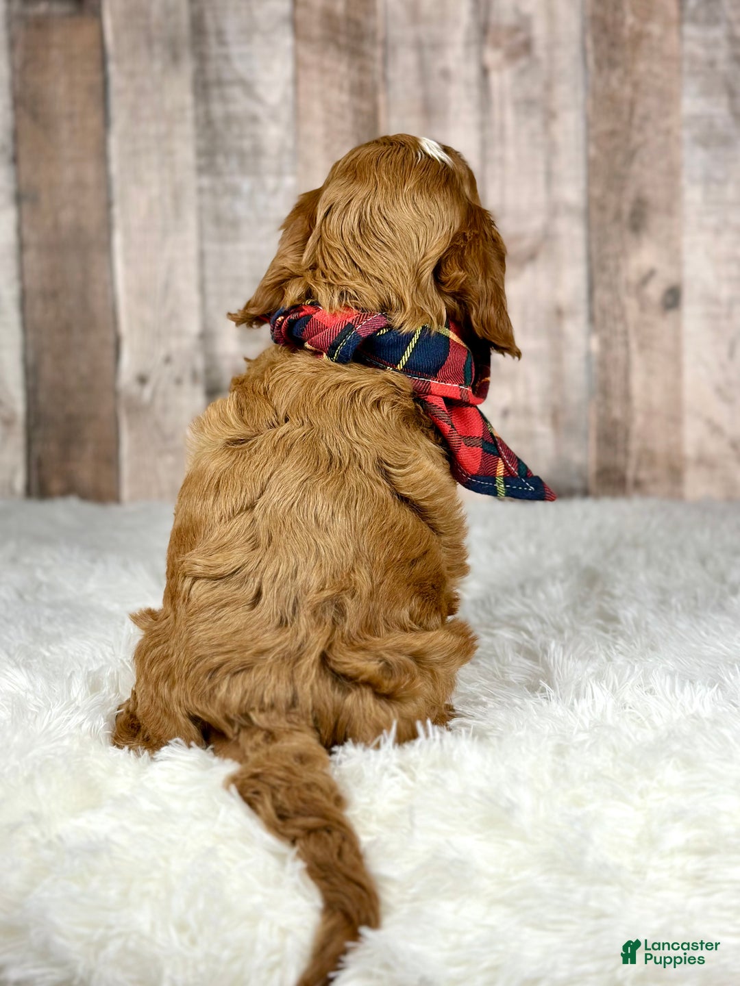 Cavapoo dogs for sale: Boy Milo - 4940 - Ad 3