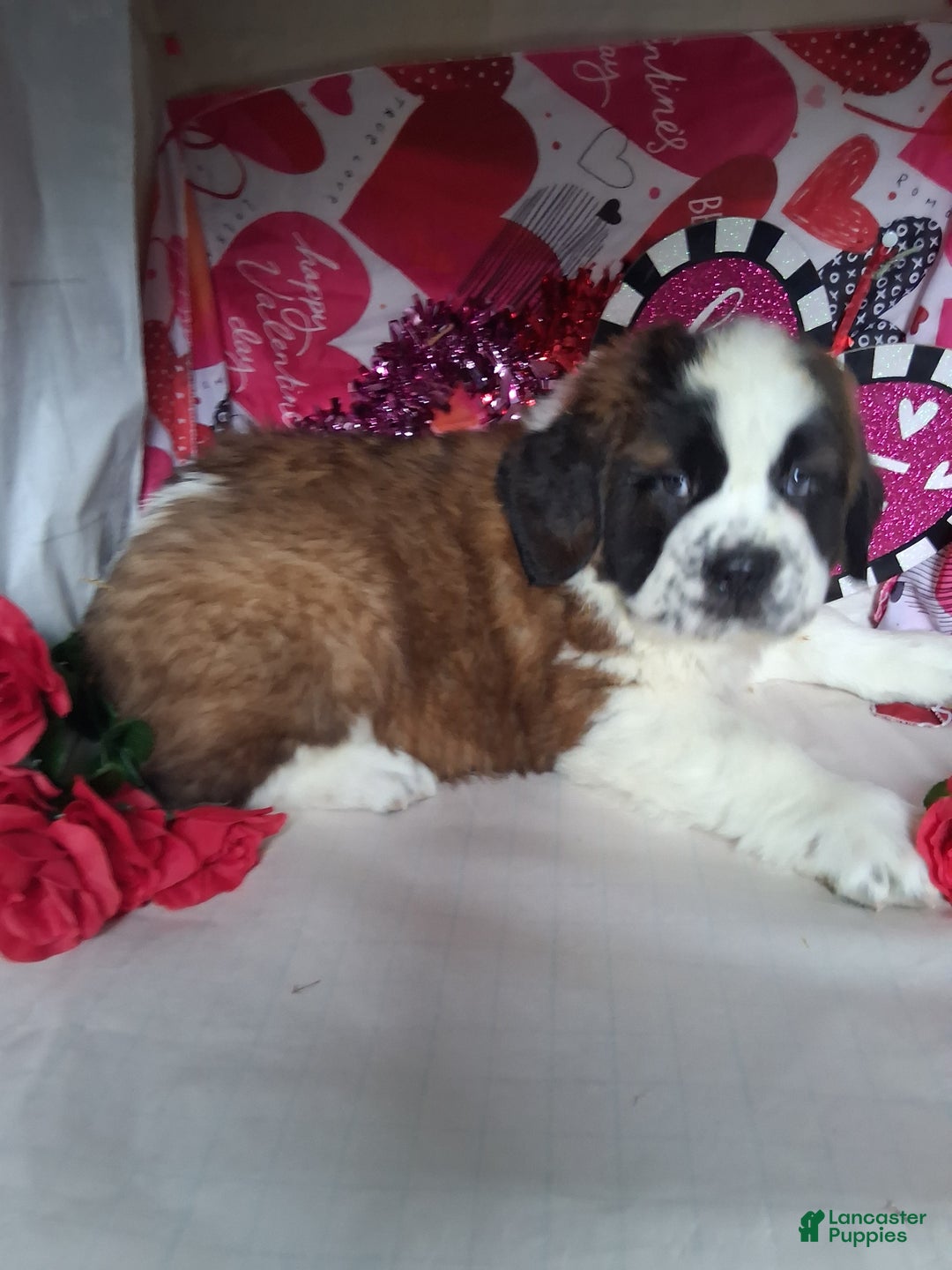 Saint Bernard dogs for sale: Max - Ad 5