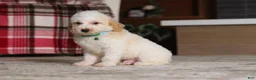 Miniature Poodle dogs for sale: Monty (AKC) - Ad 5