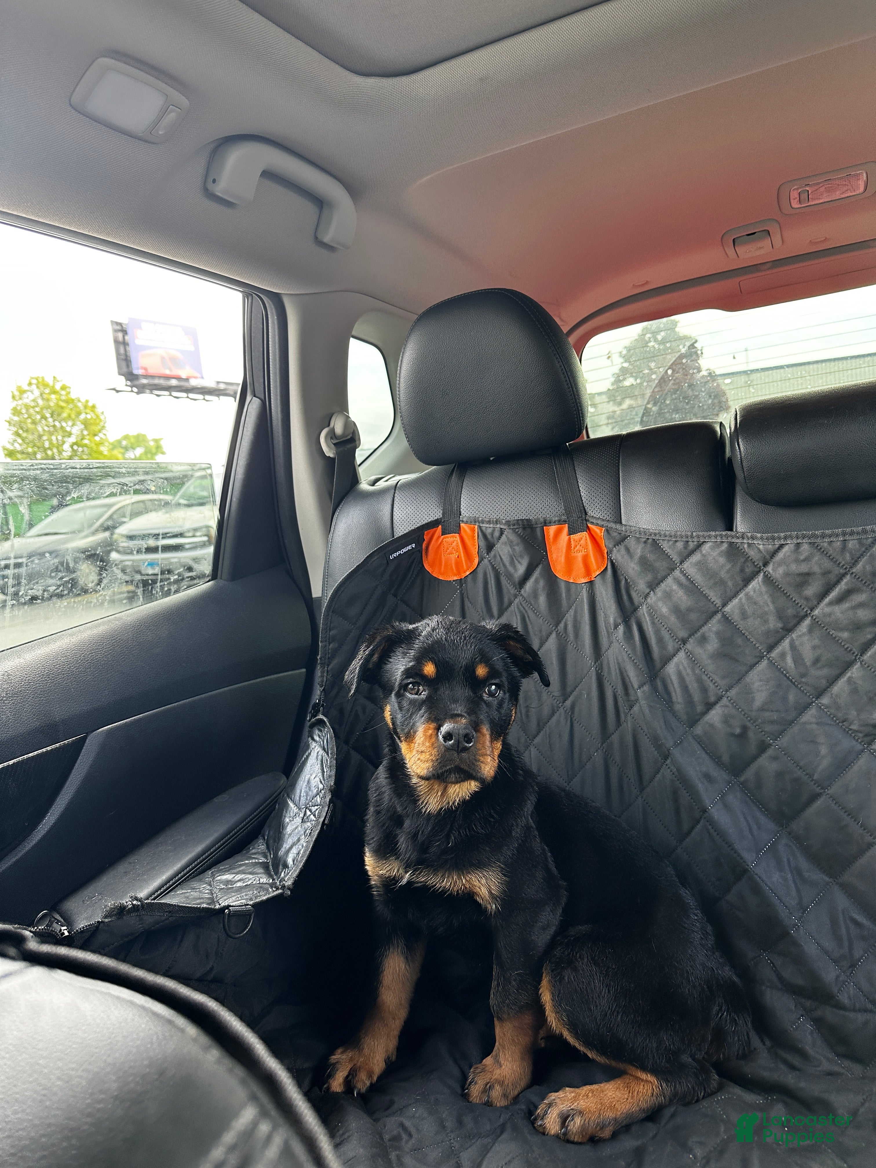 Rottweiler dogs Rottweiler Puppy 2 - Daisy - Ad 1