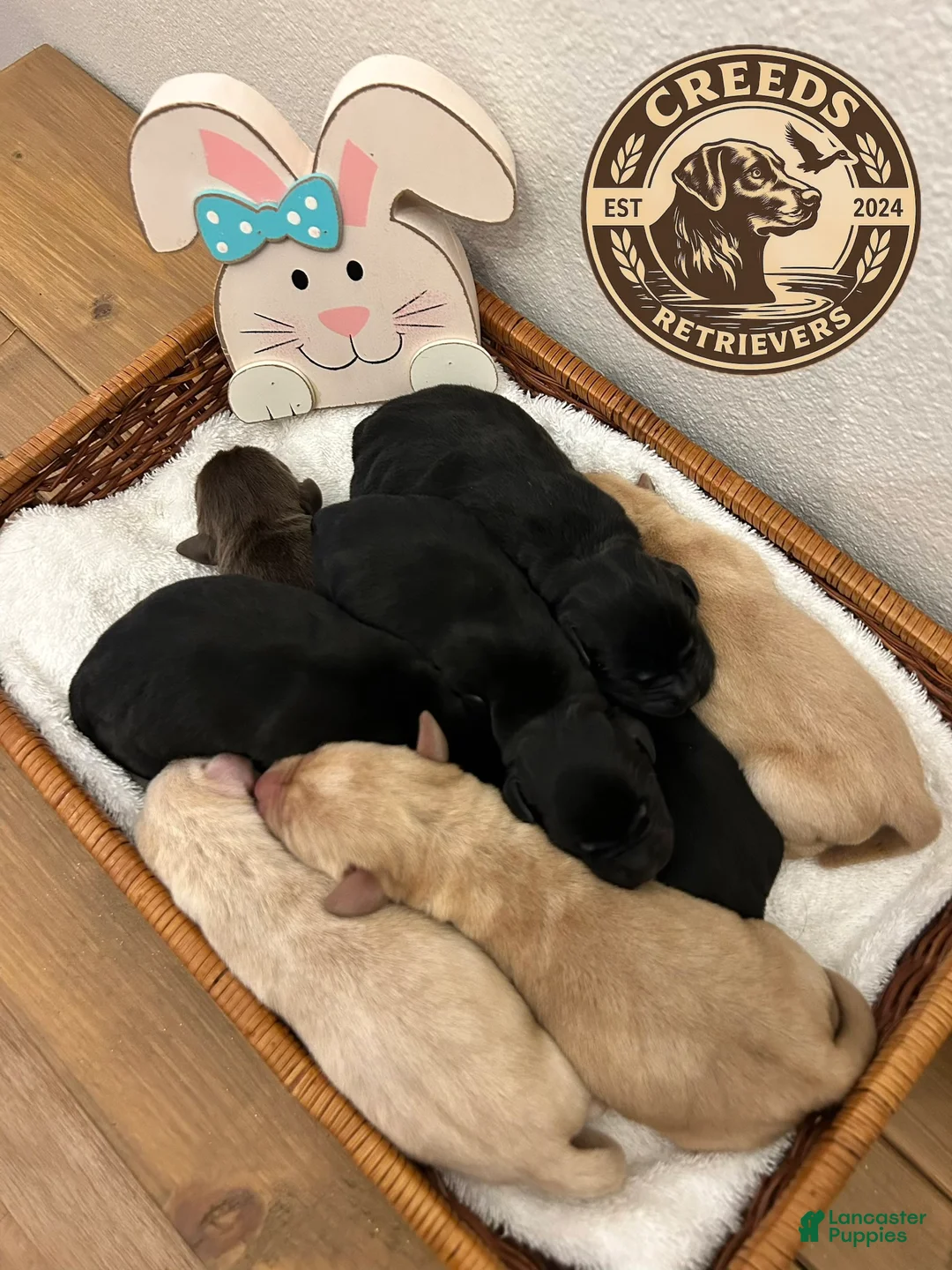 Labrador Retriever dogs for sale: Jellybean - Ad 3