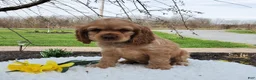 Cocker Spaniel dogs for sale: Dan - Ad 5