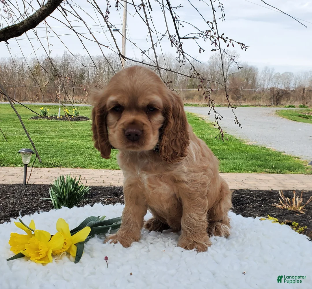 Cocker Spaniel dogs for sale: Dan - Ad 5