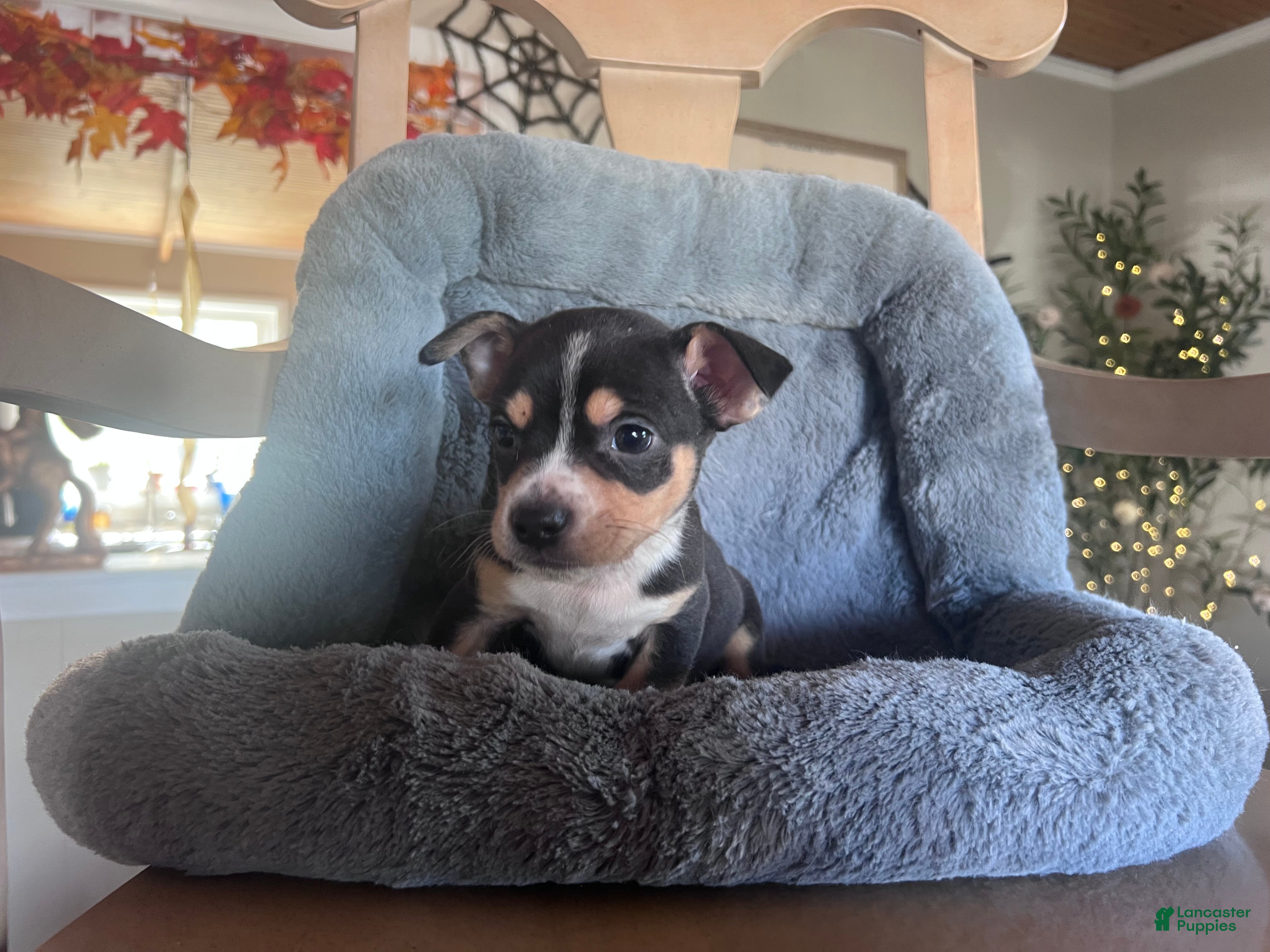 Chihuahua Puppies for sale under $300 Lancaster Puppies