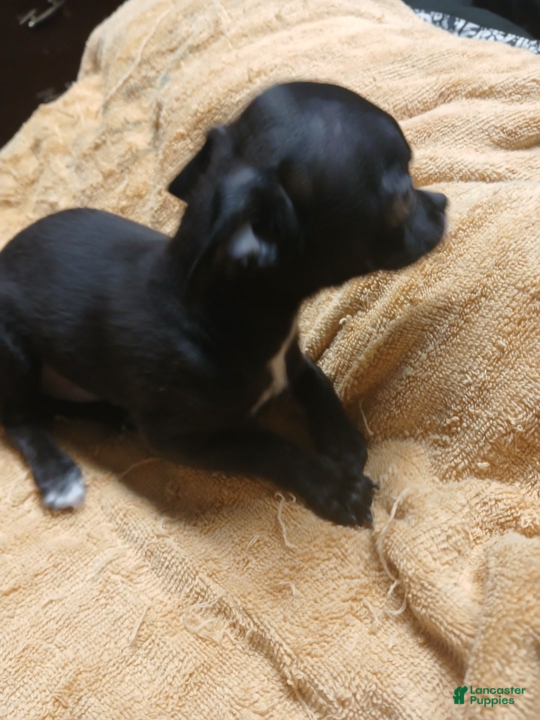 Chihuahua dogs for sale: Momo - Ad 9