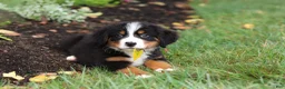 Bernese Mountain Dog dogs for sale: Denali - Ad 10