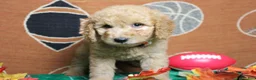 Goldendoodle dogs for sale: Meatball - Ad 6