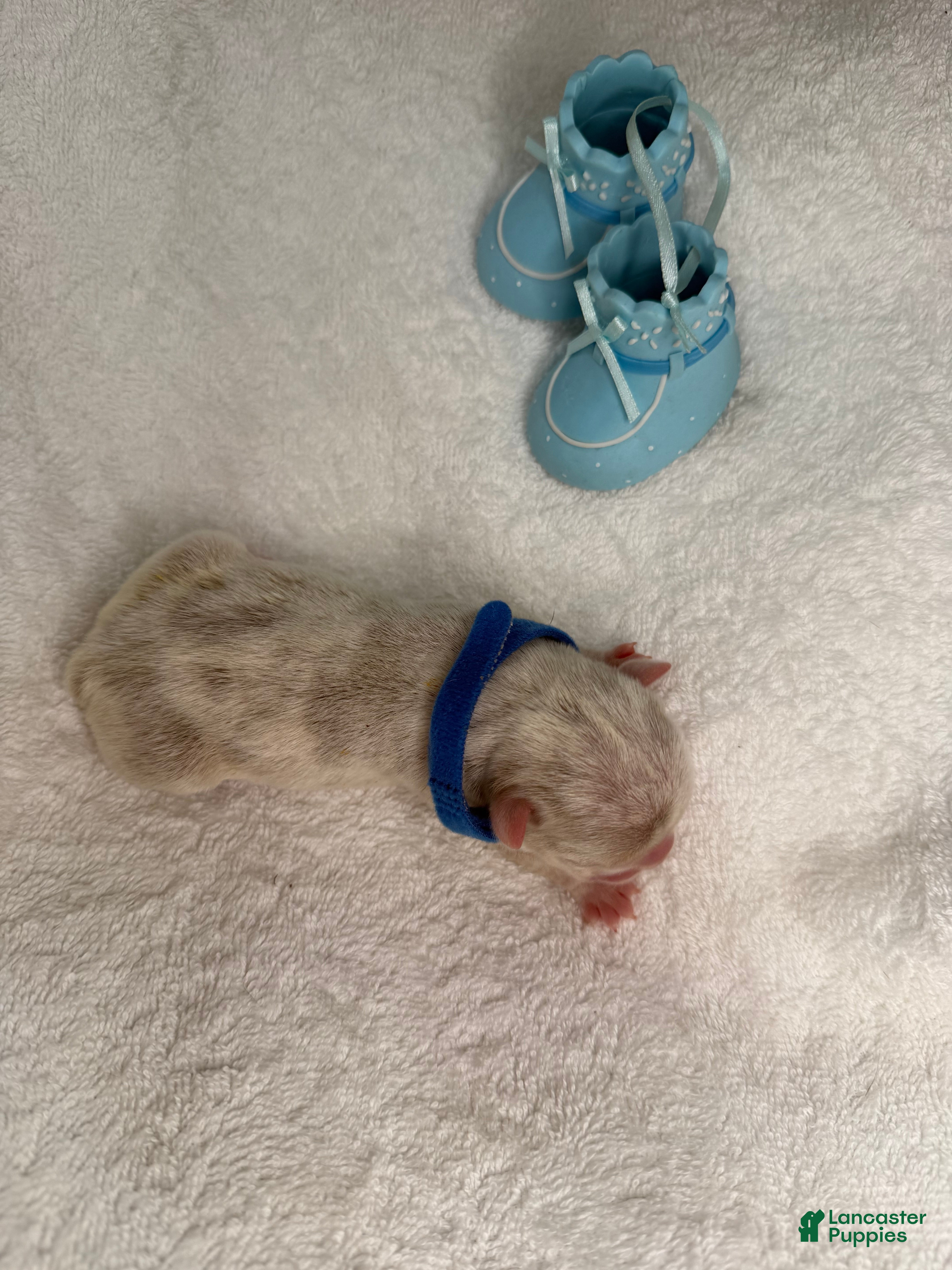 French Bulldog dogs  Puppy 5 - Ad 22