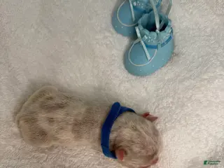 French Bulldog dogs Puppy 5 - Ad 22