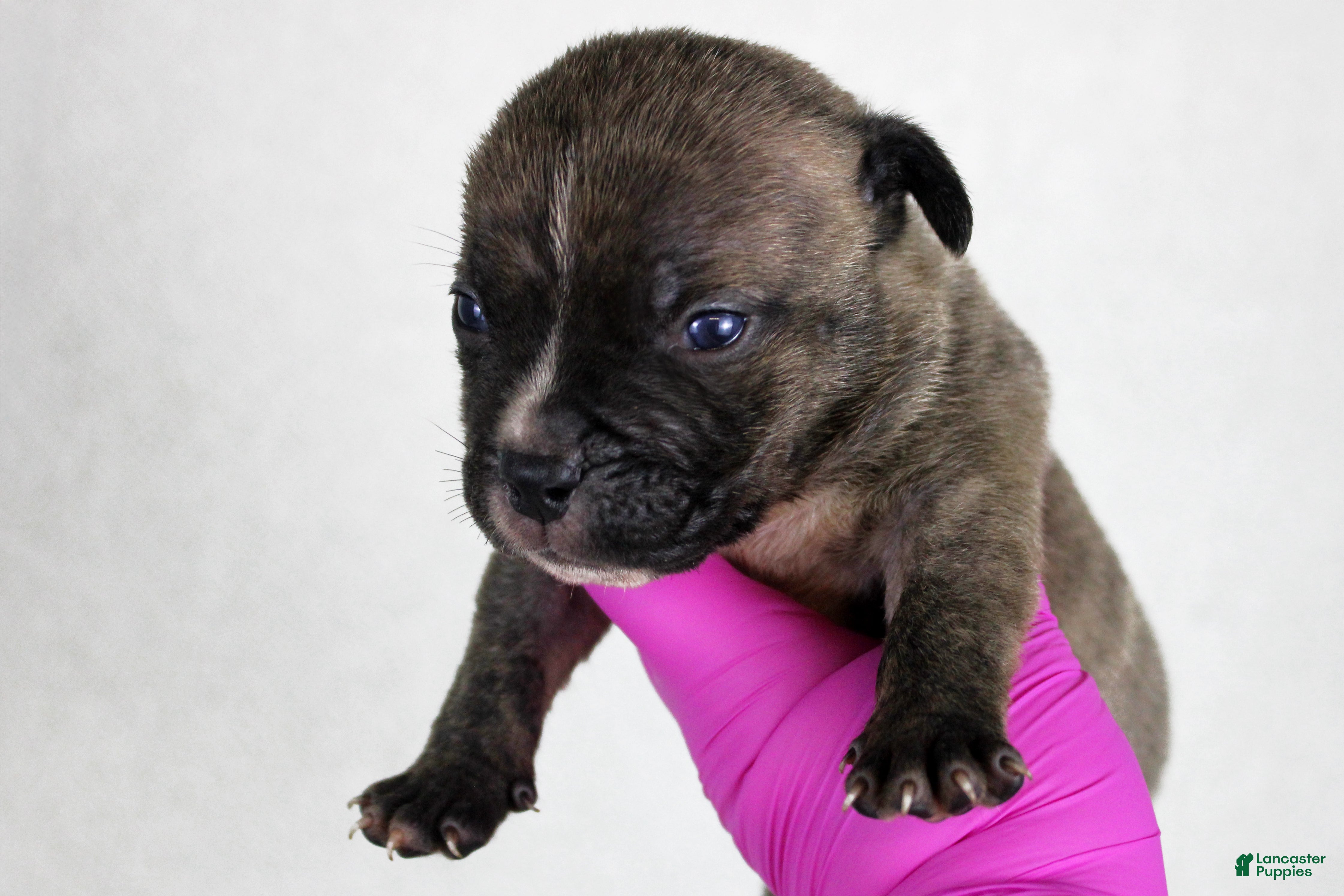 American Bully dogs Black Brindle Male - Ad 1