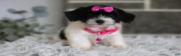 Maltipoo dogs for sale: Penelope - Ad 13