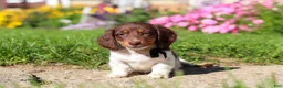 Dachshund dogs for sale: Chase - Ad 1