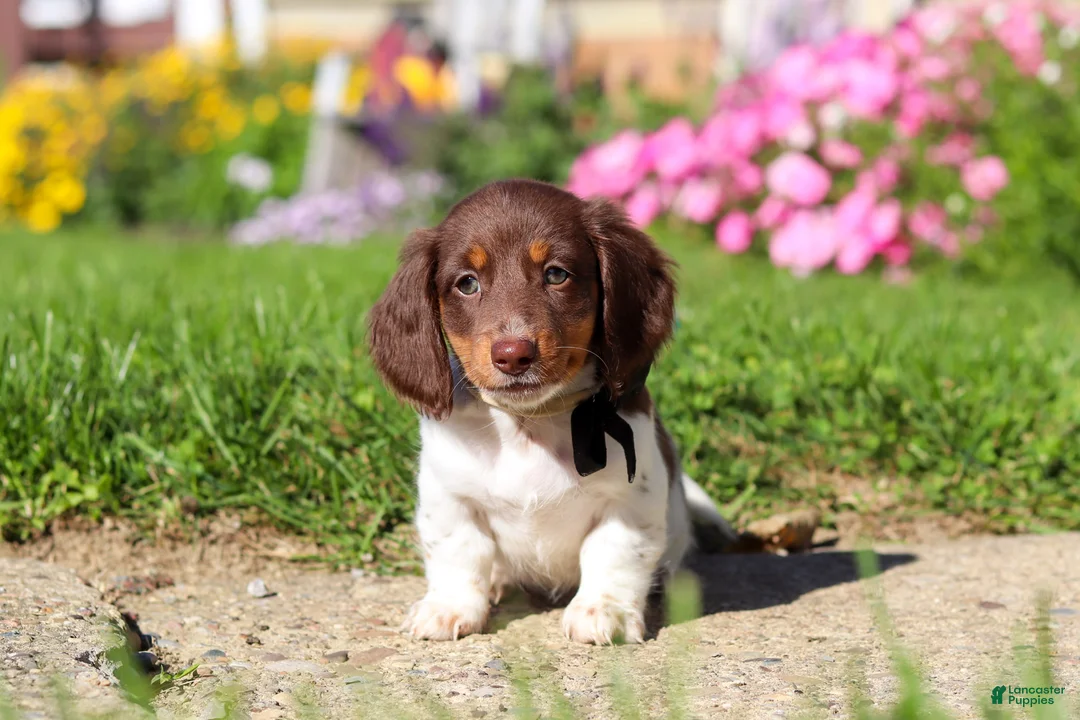 Dachshund dogs for sale: Chase - Ad 1
