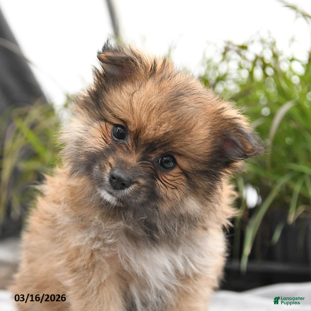 Pomeranian dogs for sale: Dixie - Ad 2