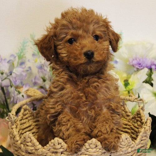 Toy Poodle dogs Marley - Ad 2
