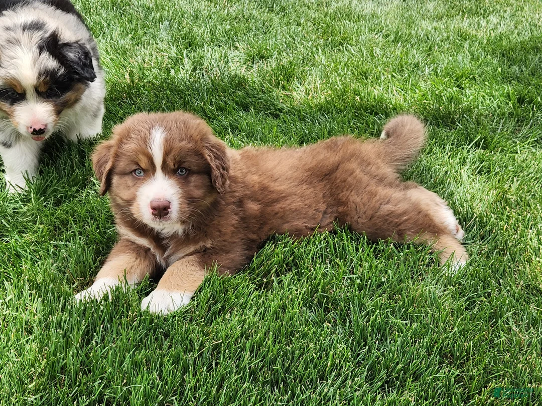 Australian Shepherd dogs for sale: Bear - Ad 2