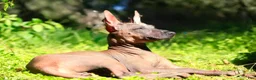 Xoloitzcuintle dogs for sale: Xoloitzcuintle Puppy 1 - Ad 8