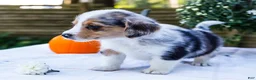 Mixed Breed dogs for sale: Coco - Ad 11