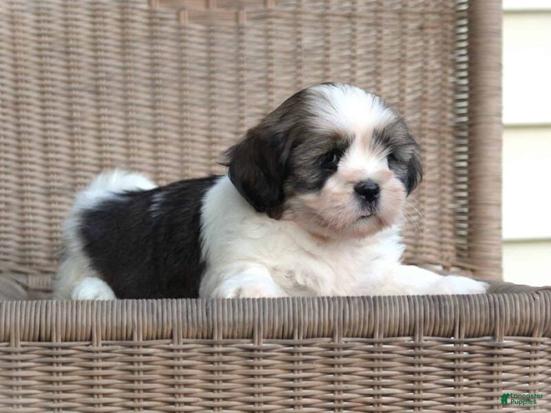 Lhasa Apso dogs Tyrell - Ad 2