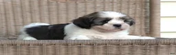 Lhasa Apso dogs for sale: Tyrell - Ad 2