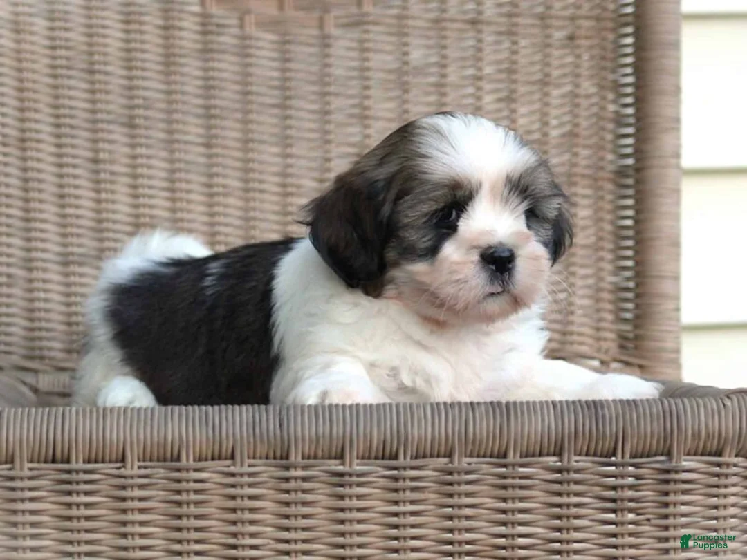 Lhasa Apso dogs for sale: Tyrell - Ad 2
