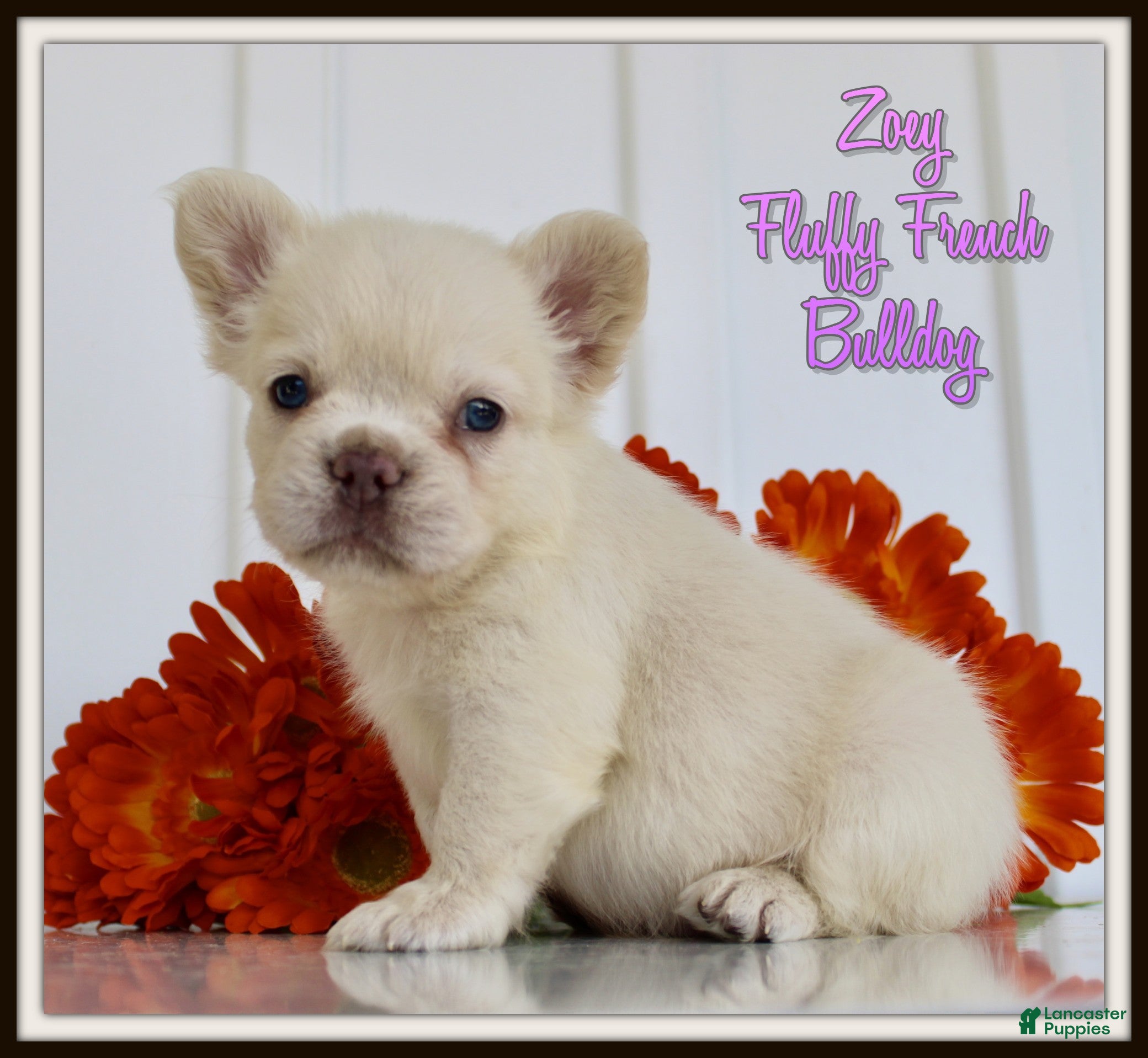 French Bulldog dogs for sale: Zoey - Ad 3