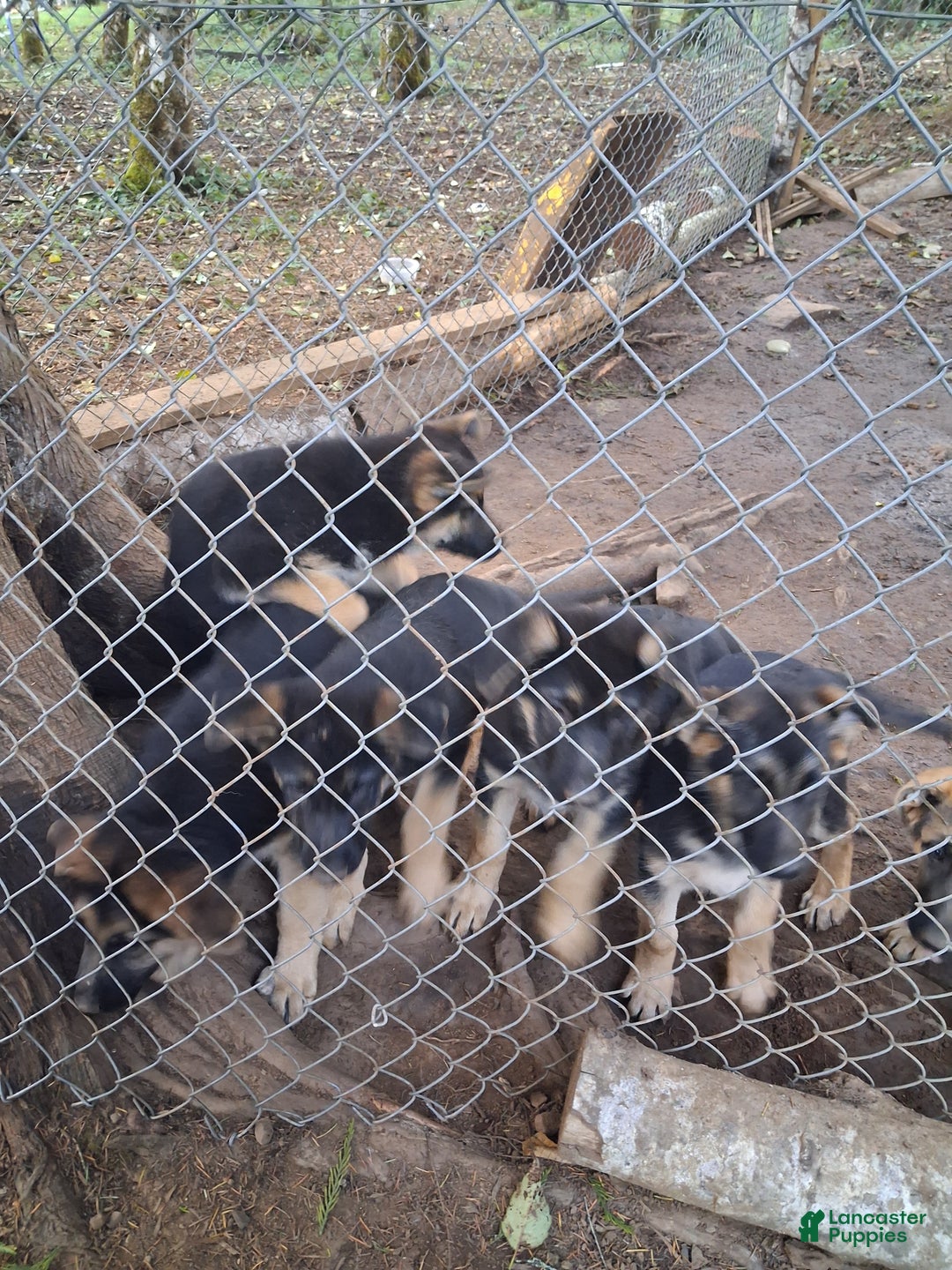 German Shepherd dogs for sale: German Shepherd Puppy 1 - Ad 6