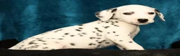 Dalmatian dogs for sale: Daisy - Ad 7