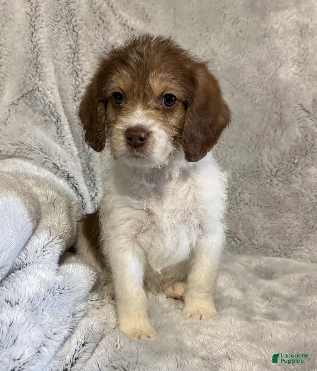 Mixed Breed dogs for sale: Asher - Ad 5