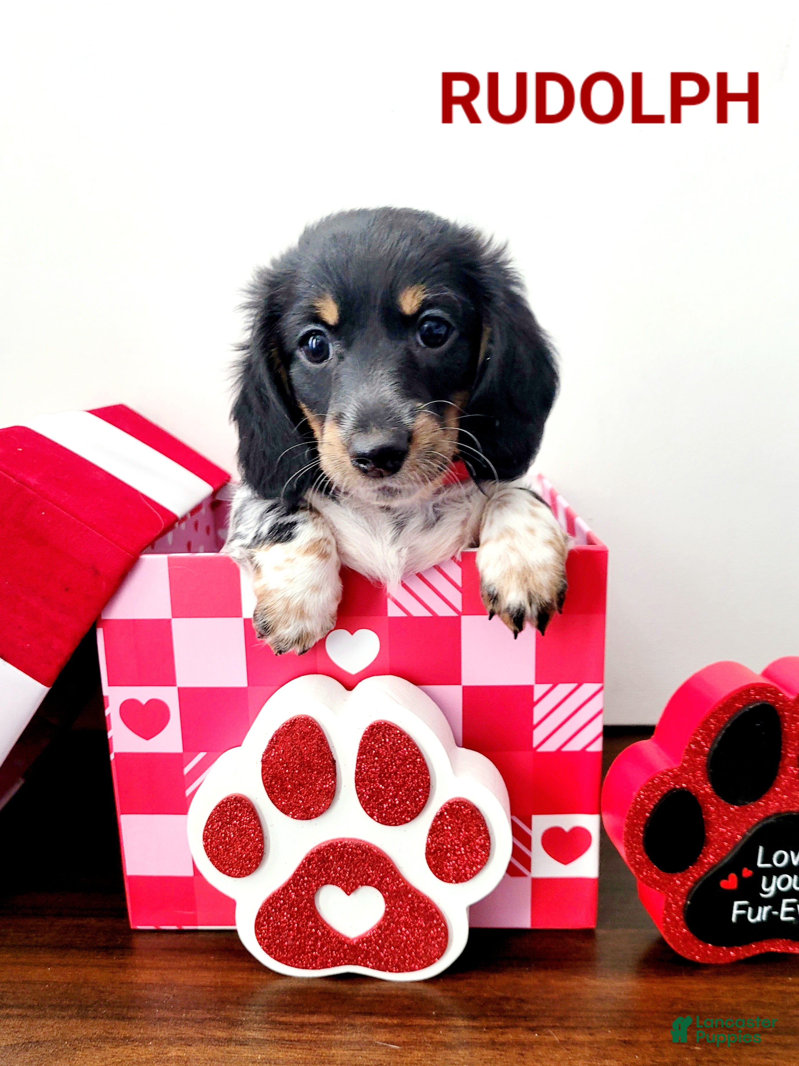 Miniature Dachshund dogs Rudolph  Miniature Dachshund Puppy 2 - Ad 4