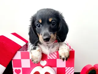 Miniature Dachshund dogs Rudolph Miniature Dachshund Puppy 2 - Ad 4