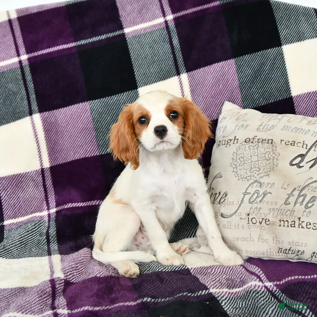 Cavalier King Charles Spaniel dogs for sale: Percy - Ad 2