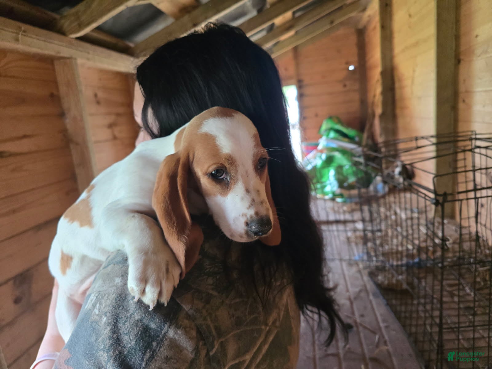Basset Hound dogs Bella Basset Hound  - Ad 17