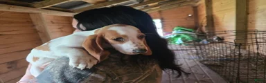 Bella Basset Hound 