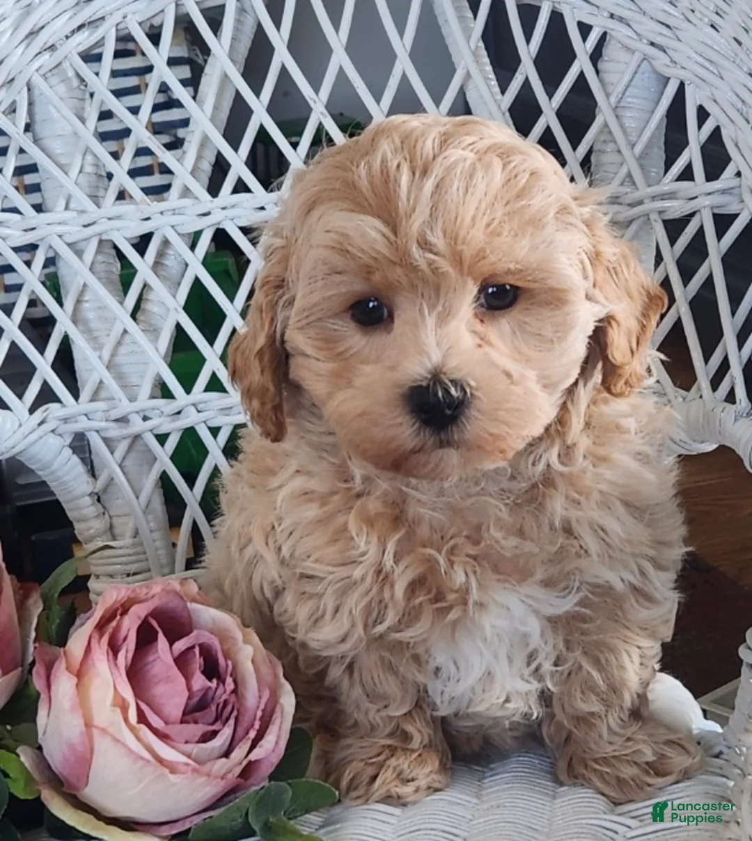 Maltipoo dogs for sale: Harvey - Ad 5