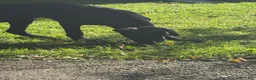 Cane Corso dogs for sale: Cane Corso 11 - Ad 4