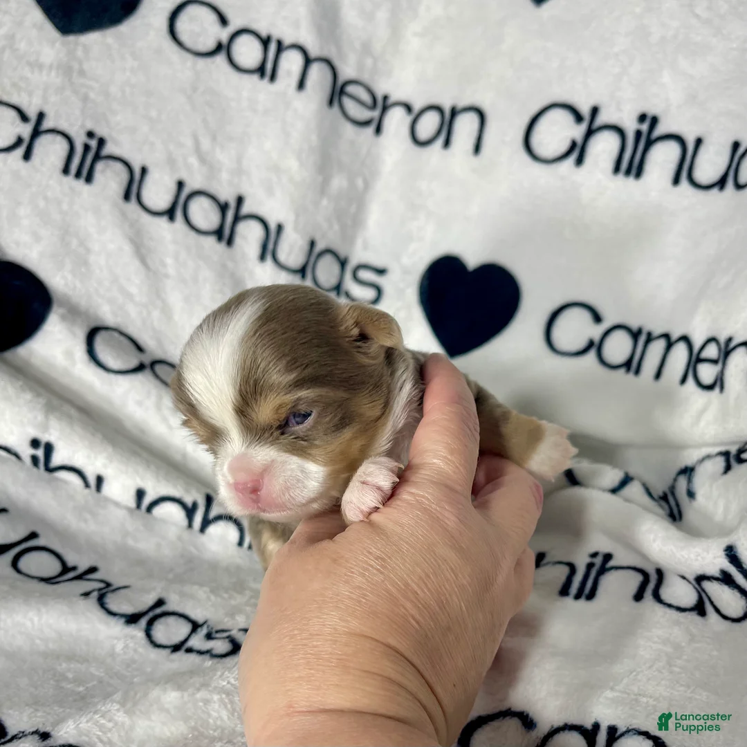 Chihuahua dogs for sale: Graham Lavender Long Coat - Ad 9