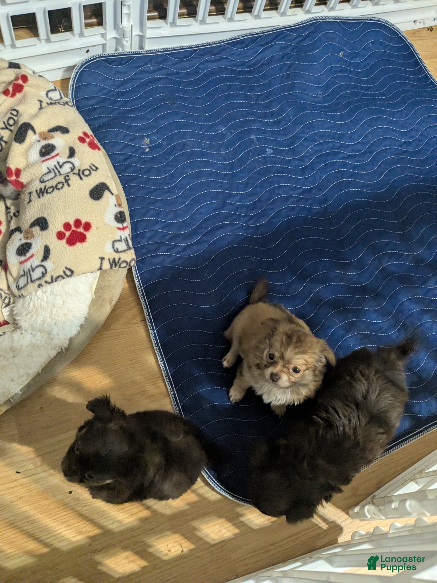 Chihuahua dogs for sale: Chihuahua Puppy 1 (coco- bear) - Ad 9