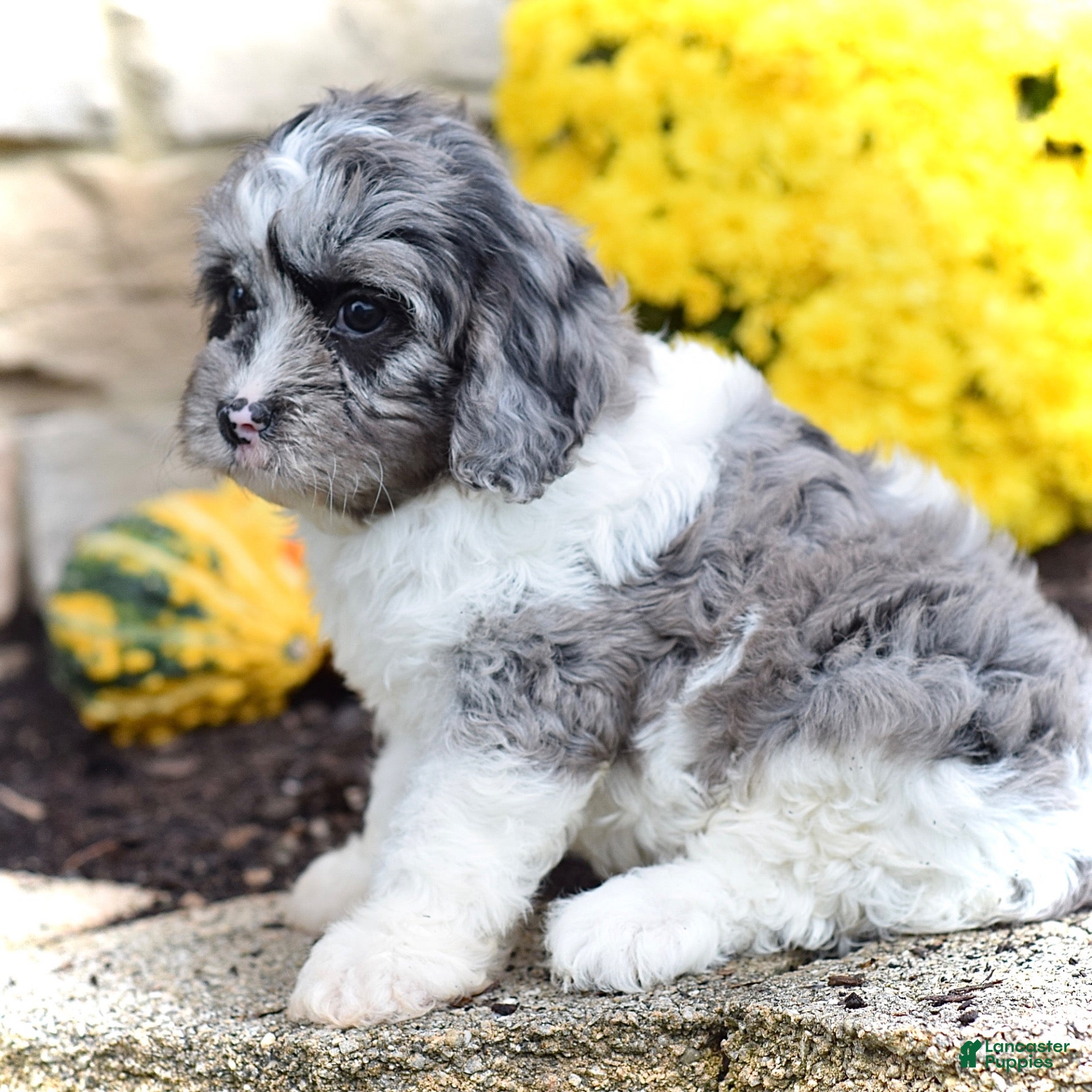 Cavapoo dogs Hunter - Ad 2
