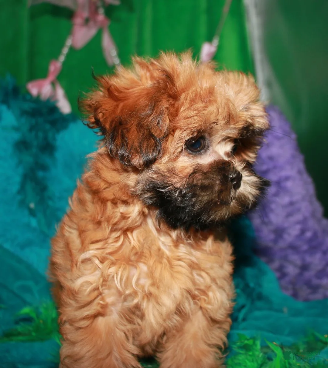 Shihpoo dogs for sale: CoCo - Ad 7