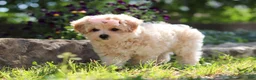 Maltipoo dogs for sale: Penny - Ad 6