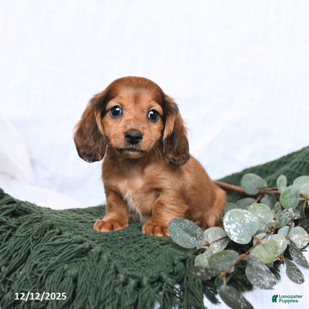 Miniature Dachshund dogs for sale: Toby - Ad 3